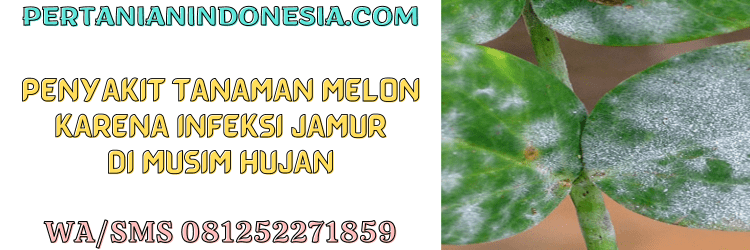 penyakit,tanaman,tanaman melon,infeksi,jamur,musim hujan,pertanian indonesia